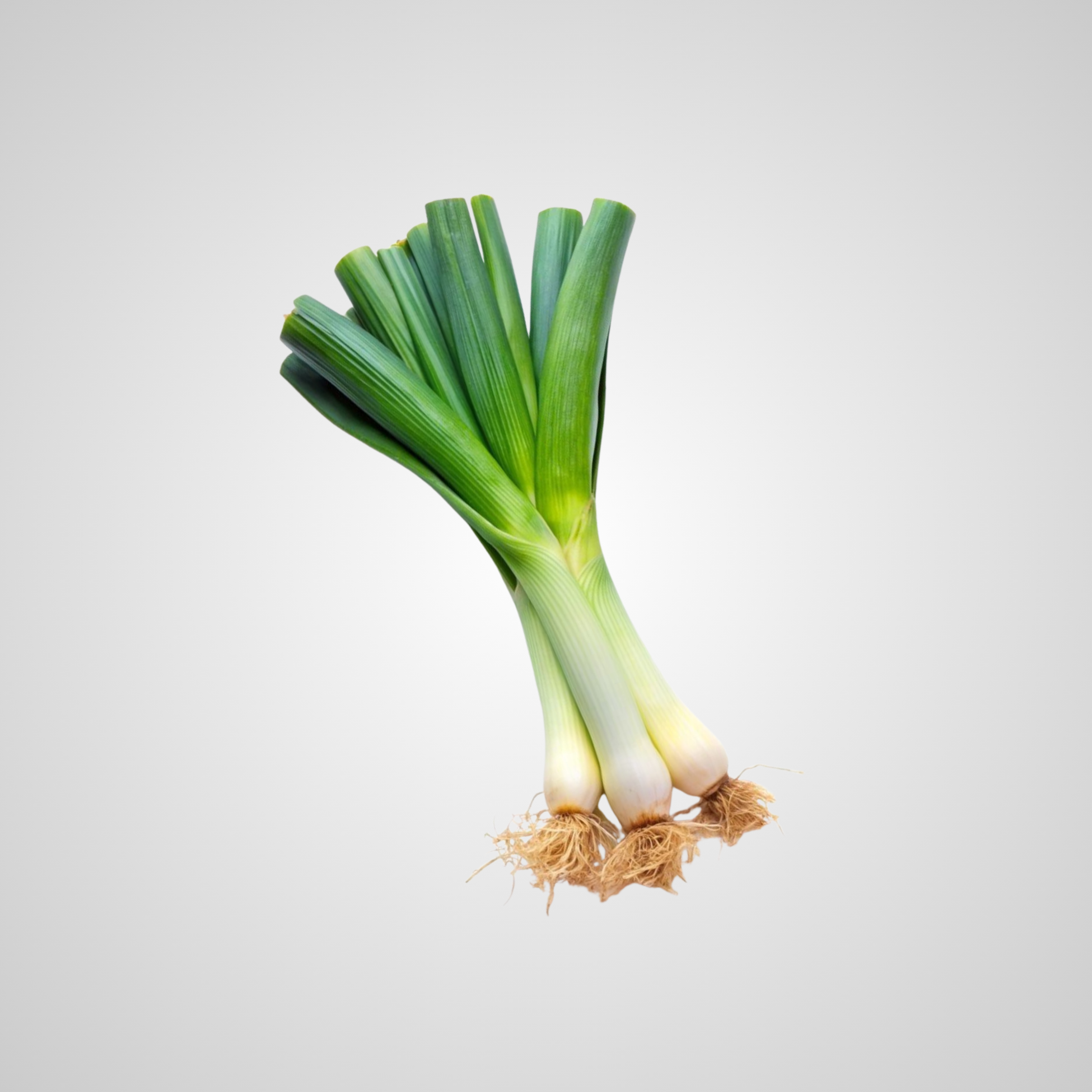 Cebollín -  3 Unidades