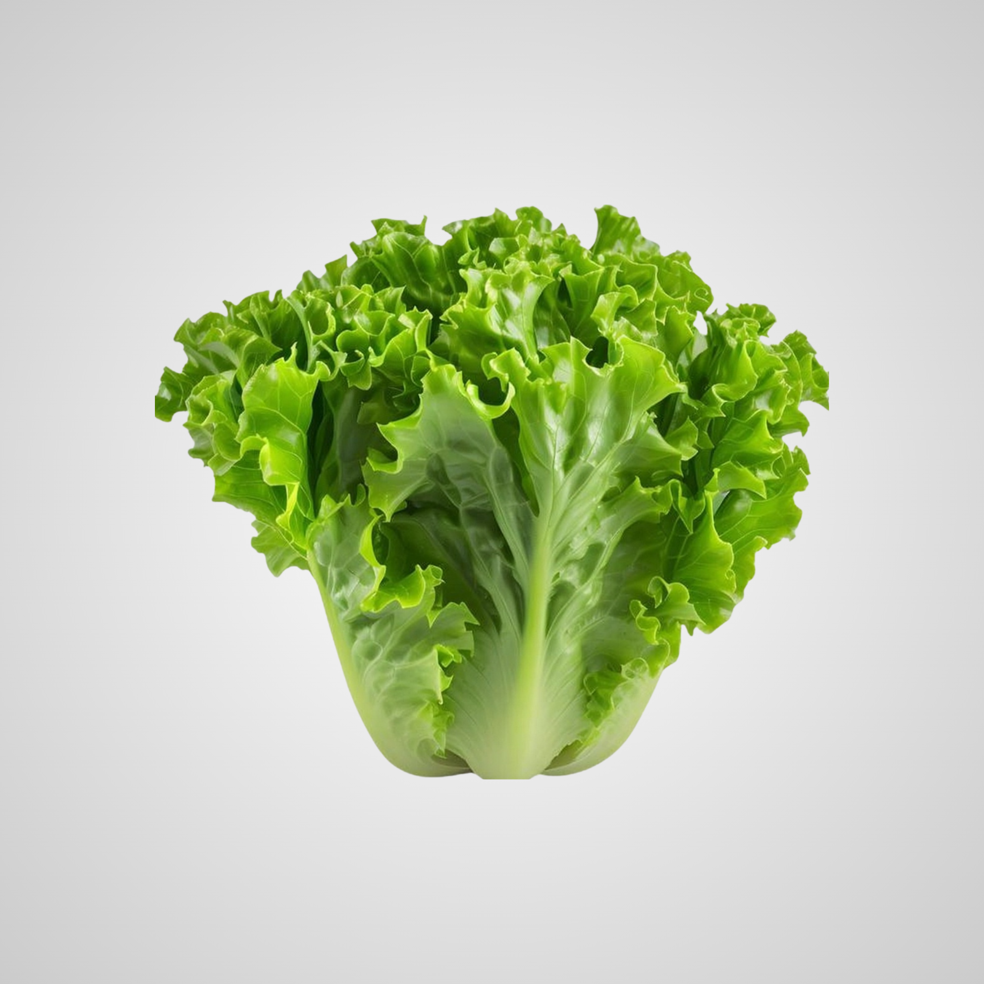 Lechuga Crespa Verde - Unidad