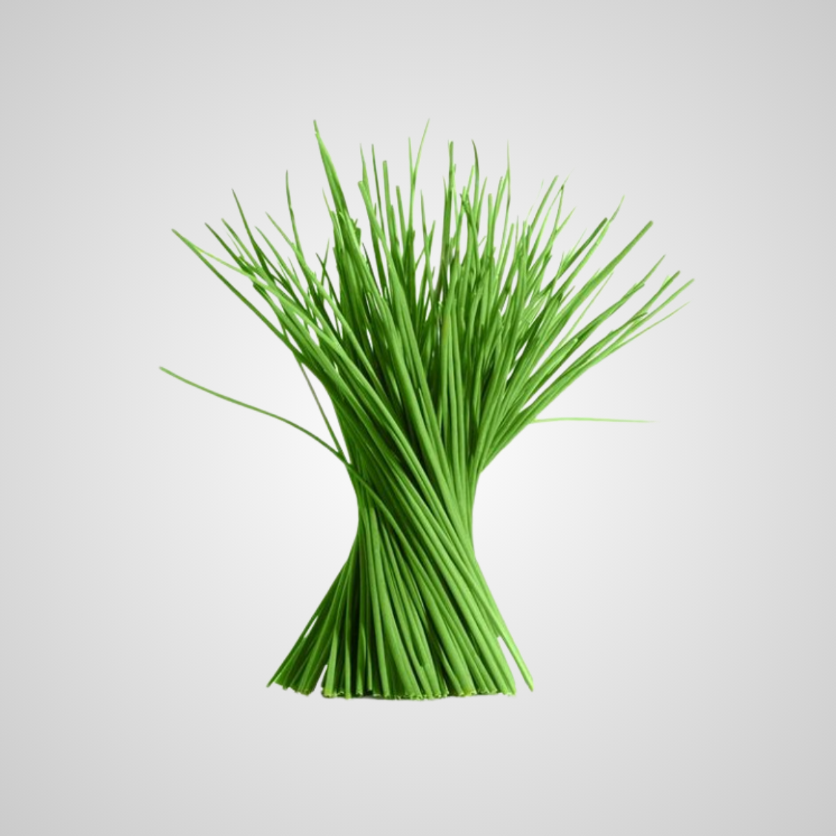 Cibulett - Unidad 50 Gr