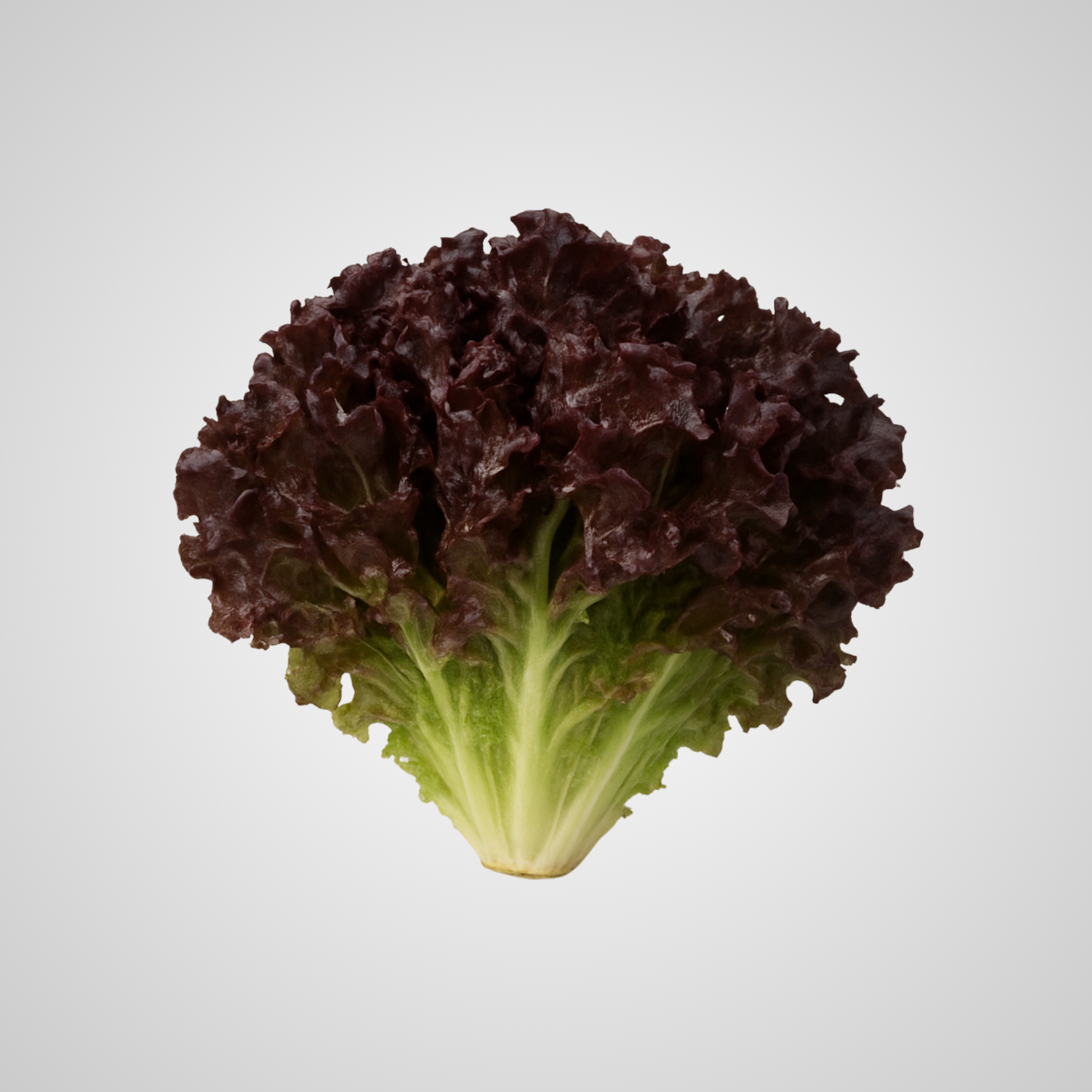 Lechuga Escarola - Unidad